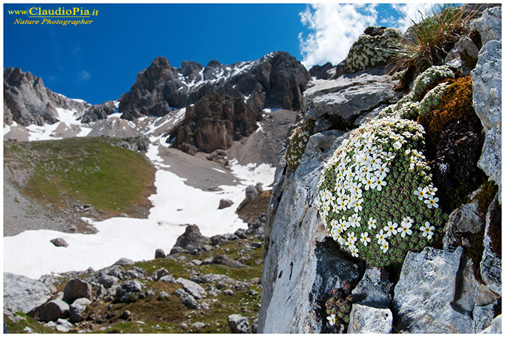 androsace helvetica dolomiti, fiori di montagna, alpini